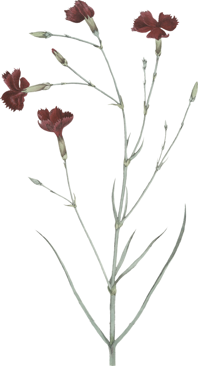 Floral Plant Illustration